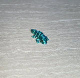 Gecko 3D printed articulated flexi toy by Cosmic 3D Creations