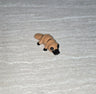 Platypus 3D printed articulated flexi toy by Cosmic 3D Creations